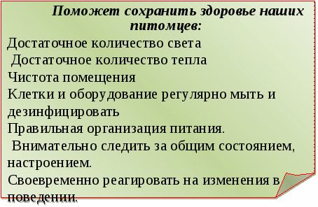 Занятие в зоологическом кружке Болезни птиц и мелких животных