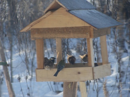Отчет о проведении экологической акцииПокормите птиц зимой 2015год.