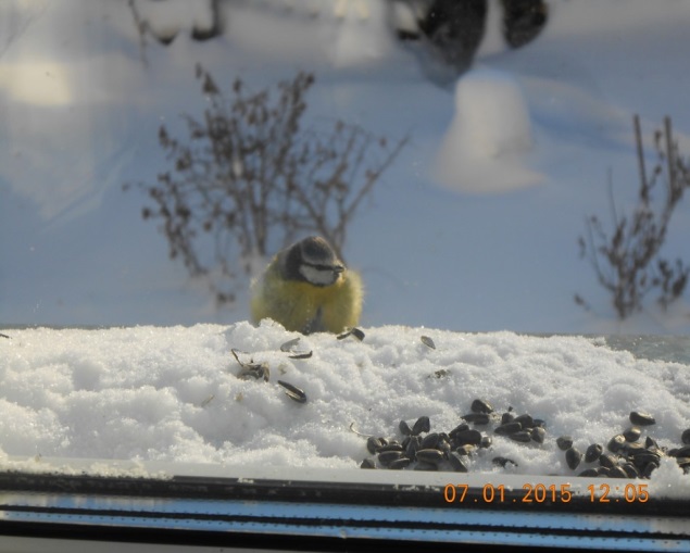Отчет о проведении экологической акцииПокормите птиц зимой 2015год.