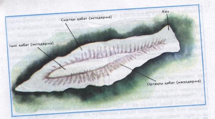 Жалпақ құрттар типіне жататын жәндіктердің негізгі ерекшеліктері сабақ жоспары
