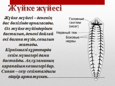 Жалпақ құрттар типіне жататын жәндіктердің негізгі ерекшеліктері сабақ жоспары