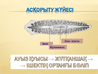 Жалпақ құрттар типіне жататын жәндіктердің негізгі ерекшеліктері сабақ жоспары