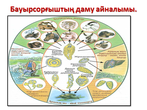 Жалпақ құрттар типіне жататын жәндіктердің негізгі ерекшеліктері сабақ жоспары