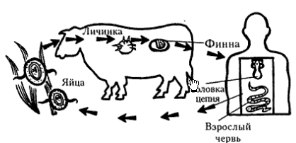 Конспект урока по биологии на тему Ленточные черви (7 класс)