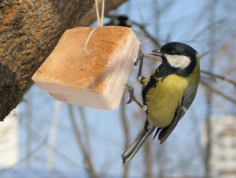 Методическая разработка по окружающему миру: «Как помочь птицам зимой?»