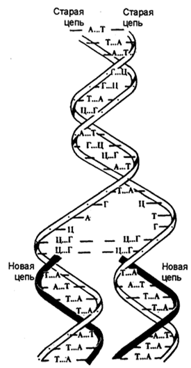 Урок биологии для 9 класса по теме: Генетическая информация. Удвоение ДНК.