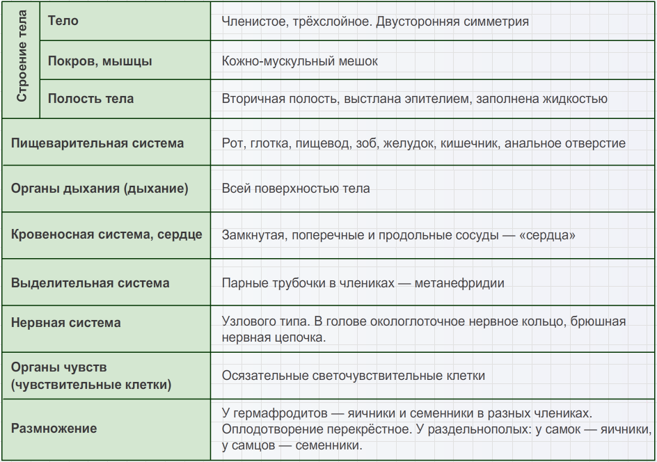 Найди системы органов дождевого червя на рисунке якласс