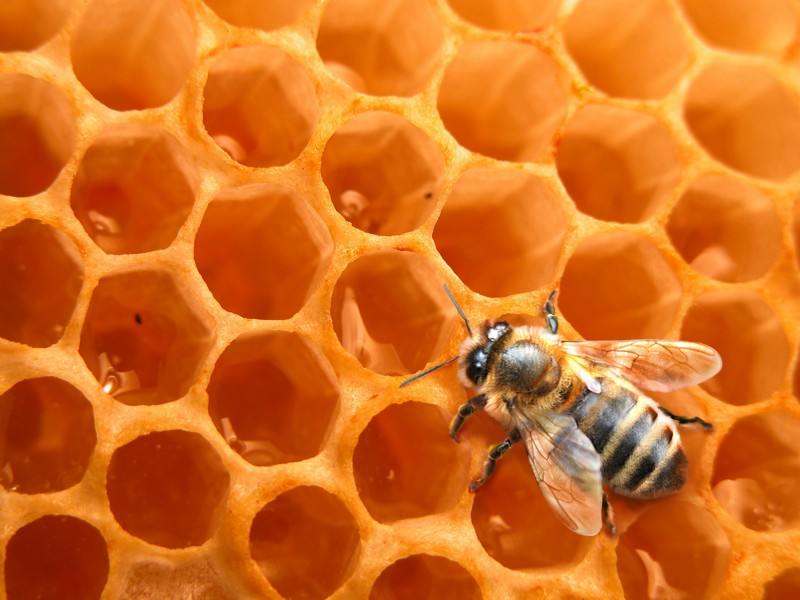 Конспект урока технологии на тему: Пчелы и соты (работа с пластилином) 1 класс