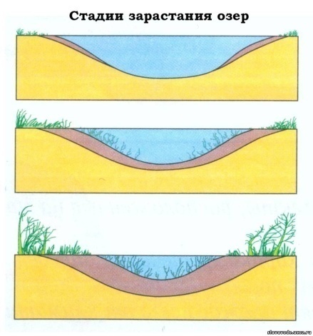 Исследовательская работа «Экосистема болот посёлка Борок»