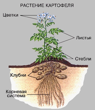 Научно - практическая работа «Изучение урожайности картофеля от разных способов посадки»