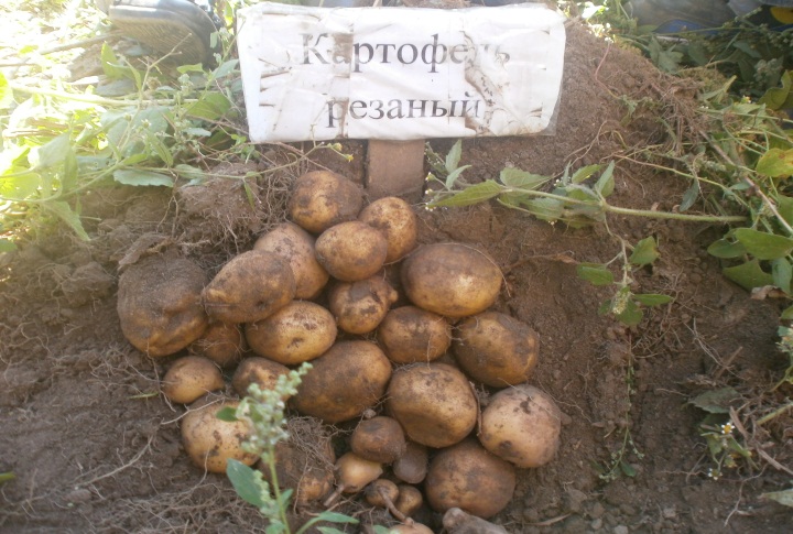 Научно - практическая работа «Изучение урожайности картофеля от разных способов посадки»