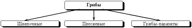 Урок по биологии на тему Строение шляпочных грибов(5 класс)