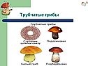 Урок по биологии на тему Строение шляпочных грибов(5 класс)