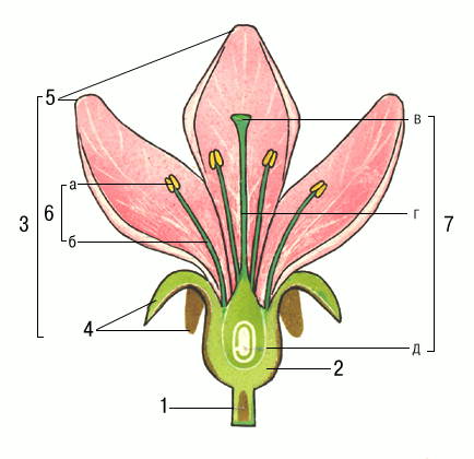 Тест на тему Строение цветка. Типы соцветий, Плоды и их основные виды