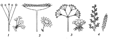 Тест на тему Строение цветка. Типы соцветий, Плоды и их основные виды