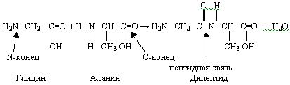 Урок по химии Органические вещества: их строение и роль в клетке