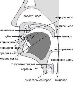 Поурочный план по теме Дыхание