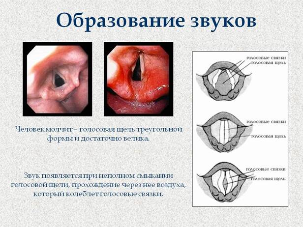 Поурочный план по теме Дыхание