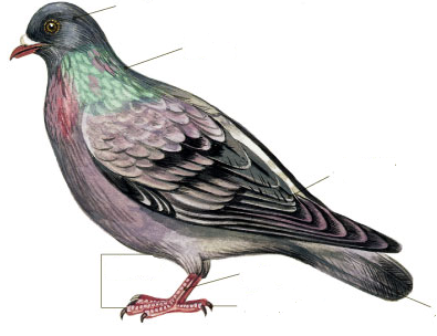 Особенности внешнего и внутреннего строения птиц. Приспособленность к полёту