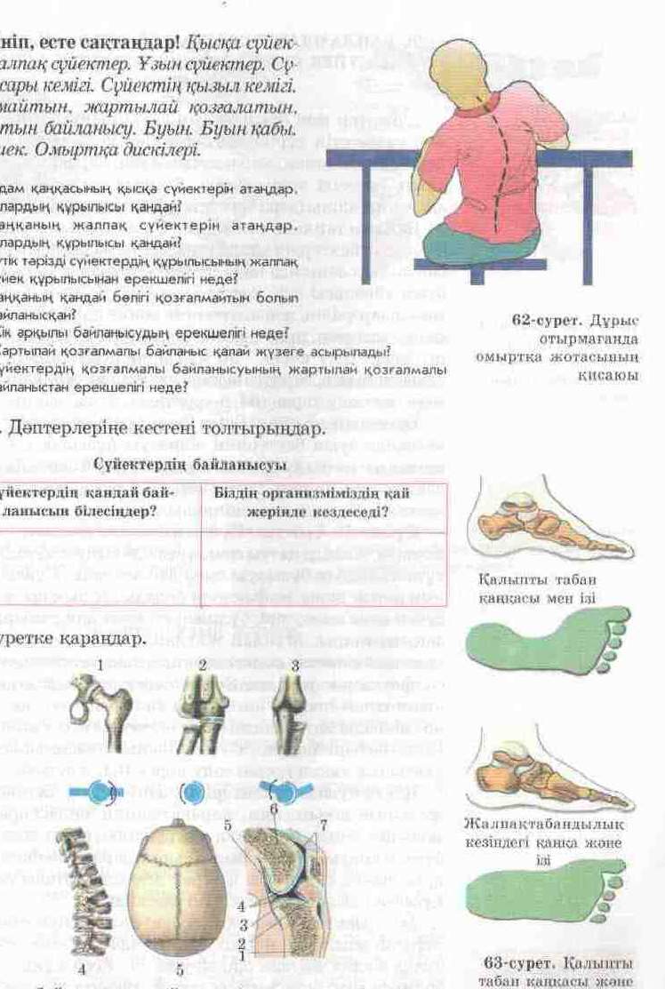 Урок по биологии Сүйек типтері және олардың байланысуы. Байламдар созылғанда буын шыққанда және сүйек сынғанда көрсетілетін алғашқы көмек