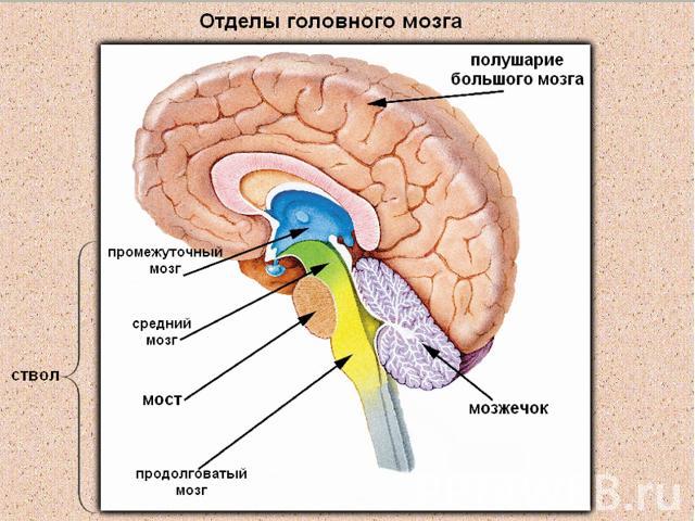 Открытый урок по биологии на тему: Головной мозг ( 8 класс)