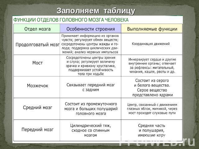 Открытый урок по биологии на тему: Головной мозг ( 8 класс)