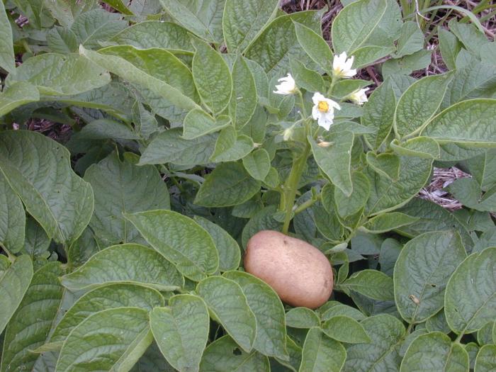 Методическая разработка урока по междисциплинарному курсу Агротехника возделывания картофеля