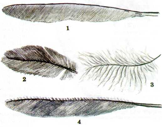 Рисунок пера птицы с подписями. Маховые перья. Маховые перья у птиц. Контурное перо птицы. Перья птиц маховые и пуховые.
