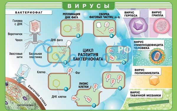 Разработка опорного конспекта для учащихся 11 класса при лицеях.