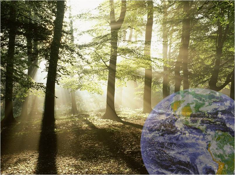 Научно-исследовательская работа Лесоводственно-экологическое обоснование ухода за молодняками в ГОУ СПО КБЛК