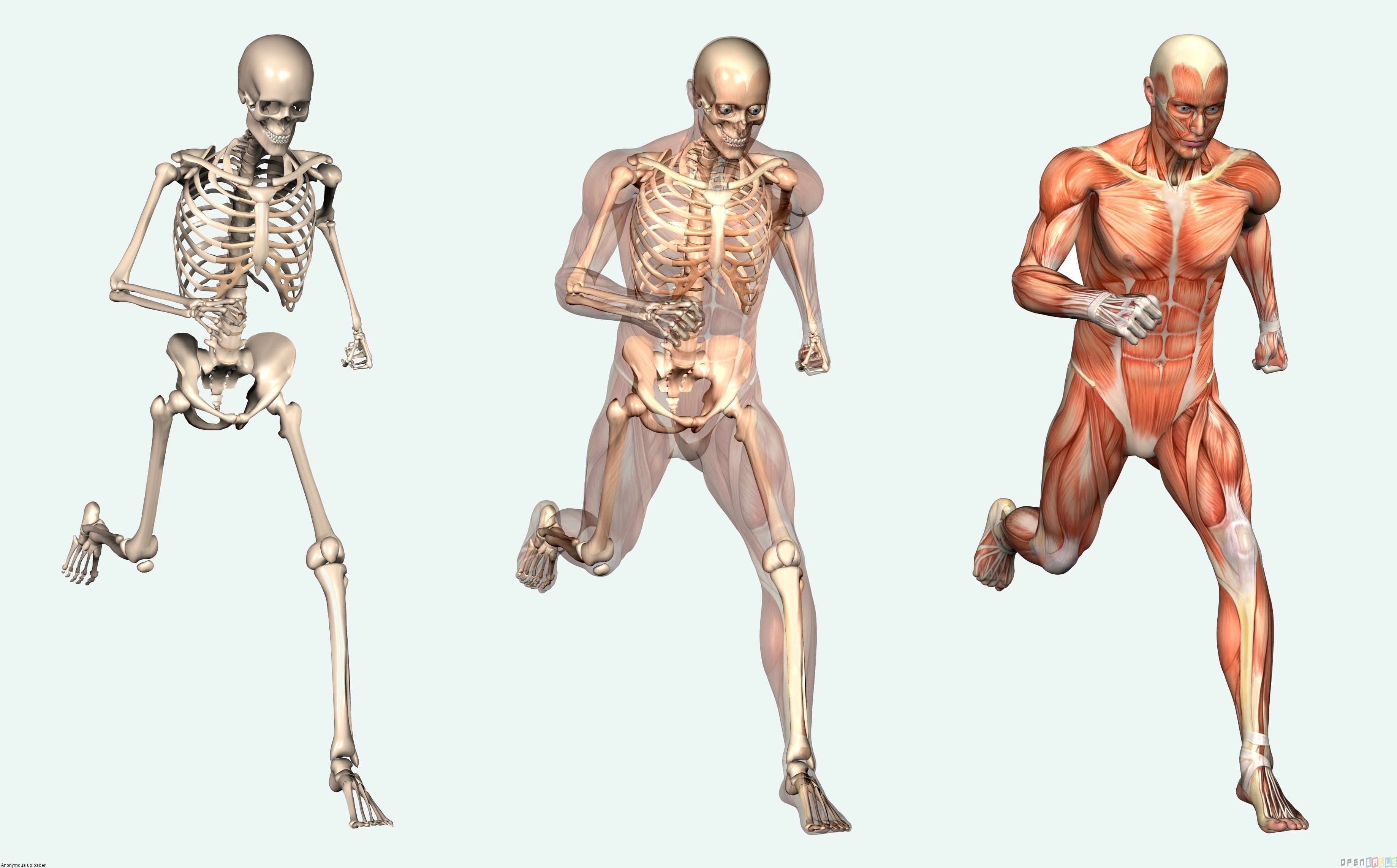 Презентация по анатомии и физиологии человека на тему Изучение препаратов костей туловища. Мышцы туловища.