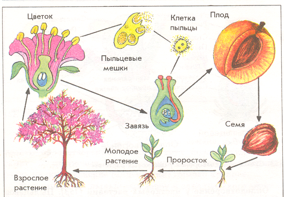 Открытый урок Способы размножения растений 6 класс