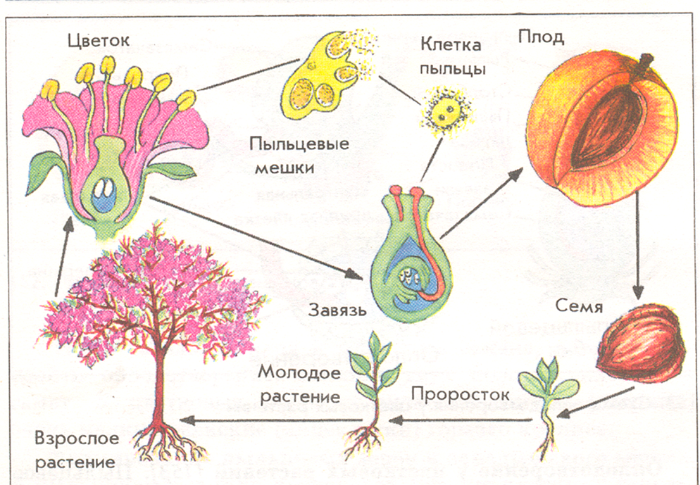 Схема размножения покрытосеменных