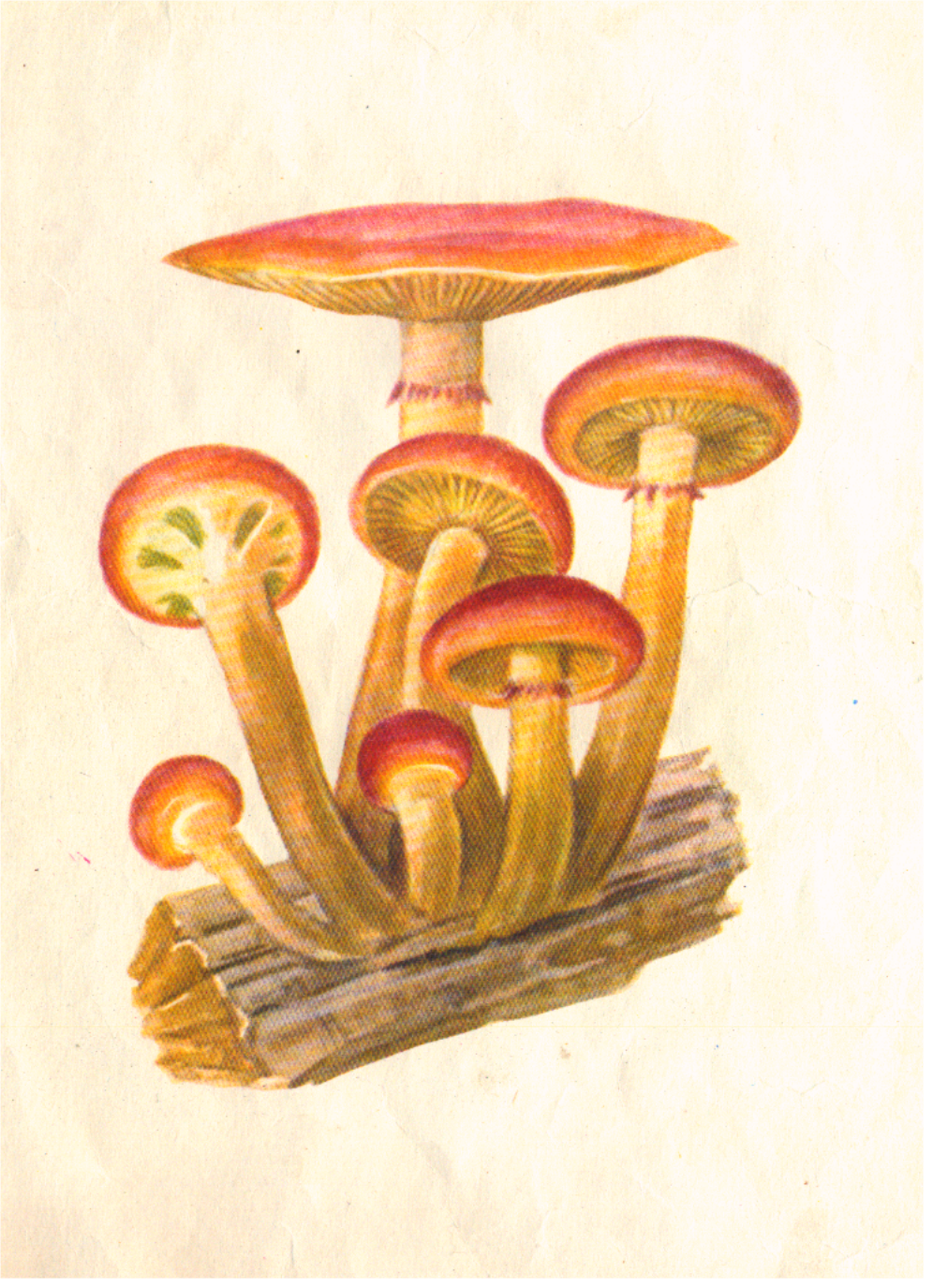 Рисунок ложные опята грибов