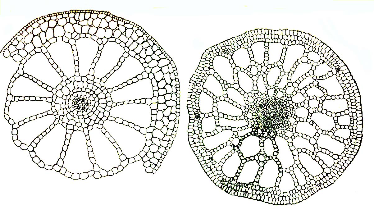 Изображение поперечного сечения стебля