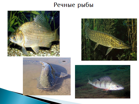 Конспект урока по окружающему миру на тему Кто такие рыбы?