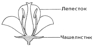 Урок «Цветок, его строение и функция»