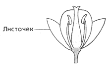 Урок «Цветок, его строение и функция»