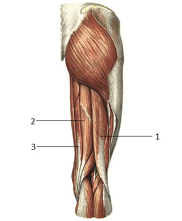Мышцы нижней конечности передняя группа бедра