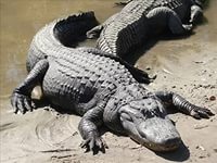 Кейс про крокодилов для решения детьми разновозрастных групп в начальной школе