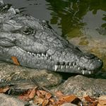 Кейс про крокодилов для решения детьми разновозрастных групп в начальной школе