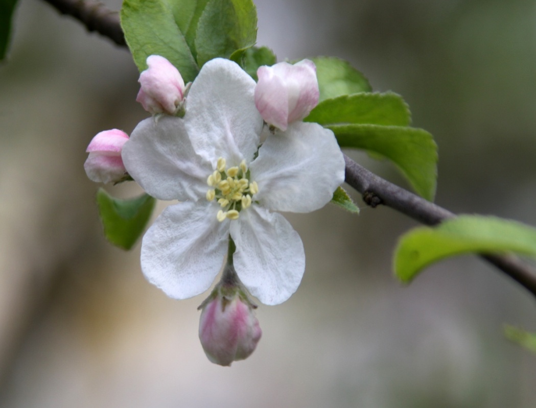 Цвет яблони-весеннее творение