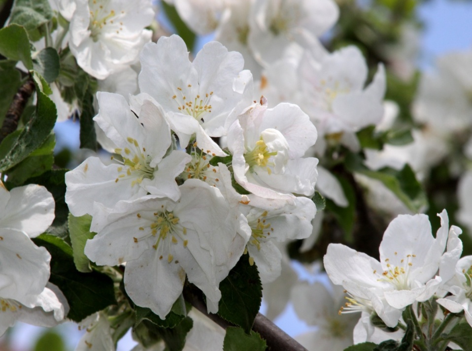 Цвет яблони-весеннее творение