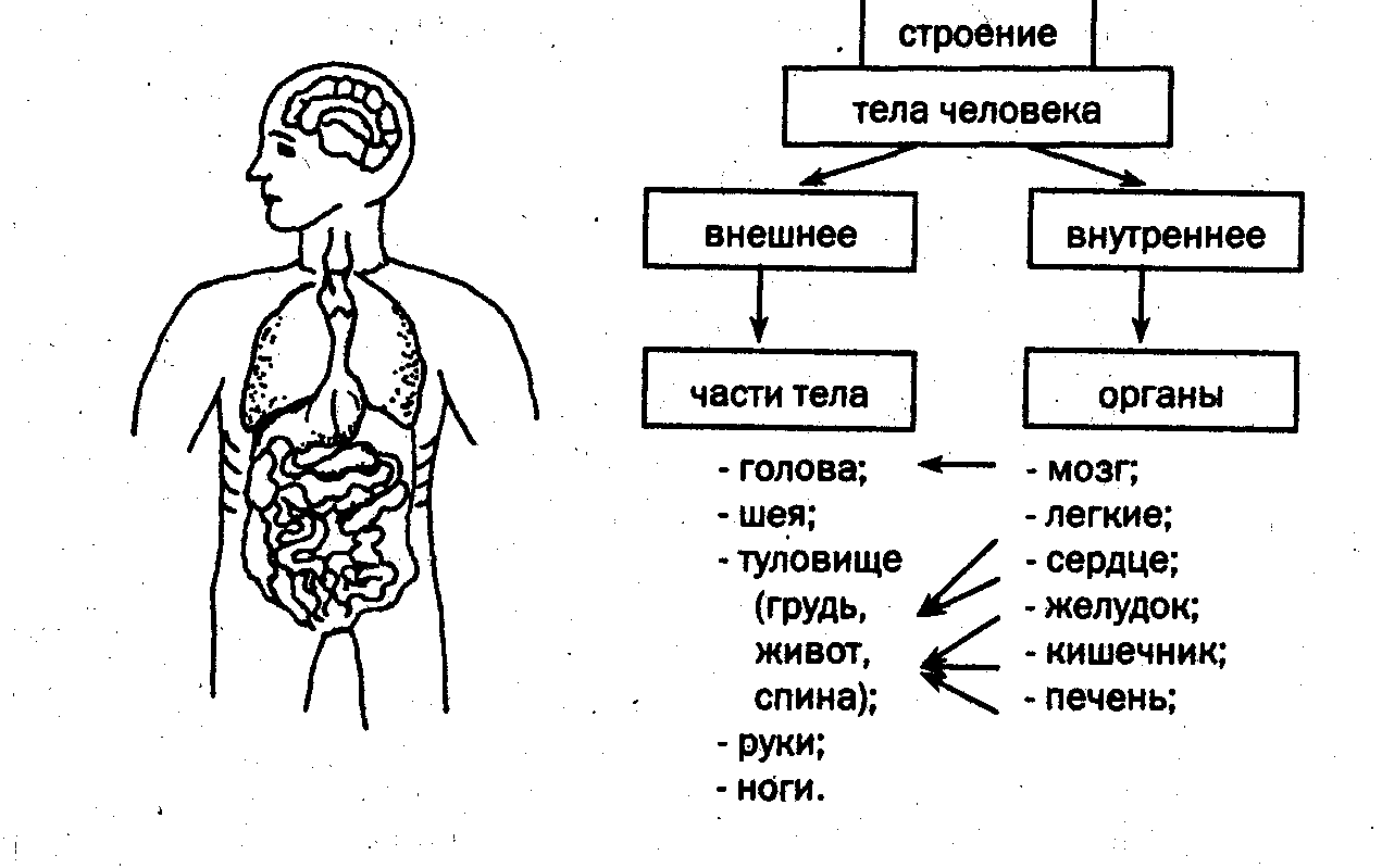 Указанные органы человека. Внутреннее строение тела человека схема. Строение тела человека 2 класс окружающий мир схема. Строение тела человека 2 класс окружающий мир. Строение тела человека задания.