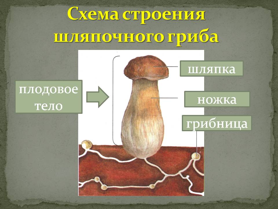 Проект по биологии Царство грибов