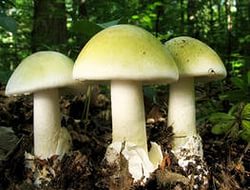 Проект по биологии Царство грибов