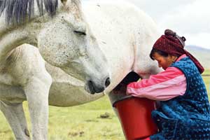 Проект исследования по теме Лошадь в традициях и в культуре народов Саха