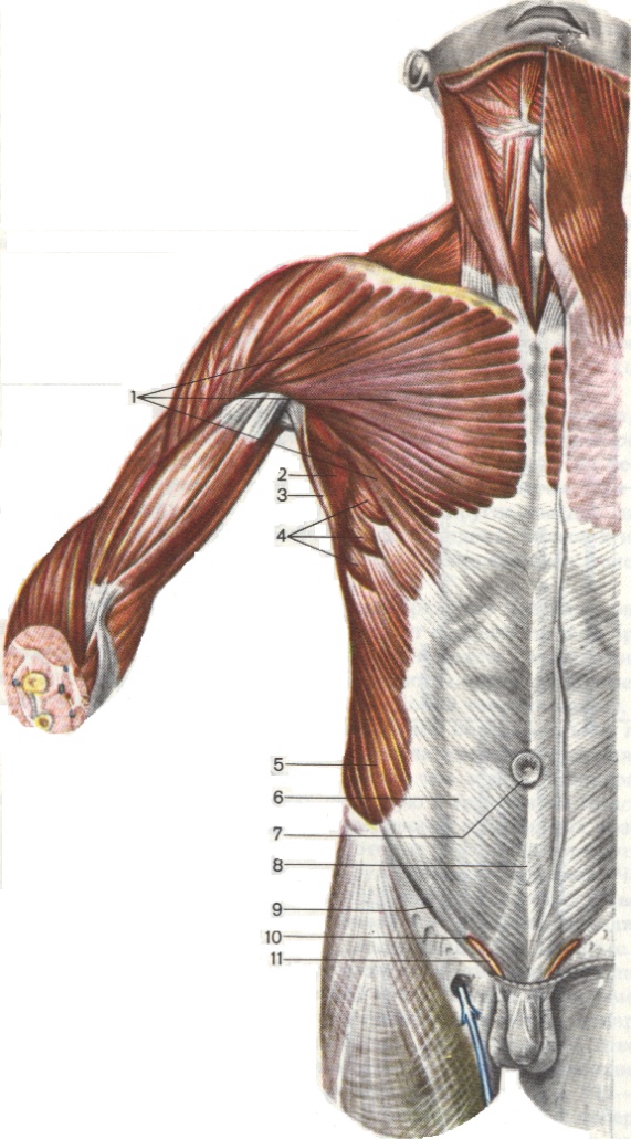 Рабочая тетрадь по анатомии и физиологии человека