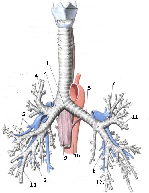 Бронхи анатомия. Трахея и бронхи строение. Трахея и бронхи анатомия человека. Анатомия трахеи и бронхов Синельников. Трахея анатомия строение.