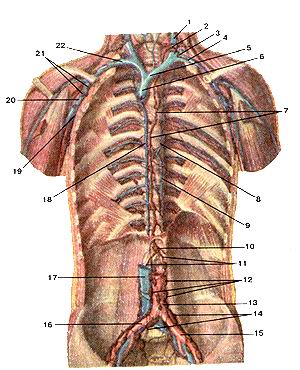 Рабочая тетрадь по анатомии и физиологии человека